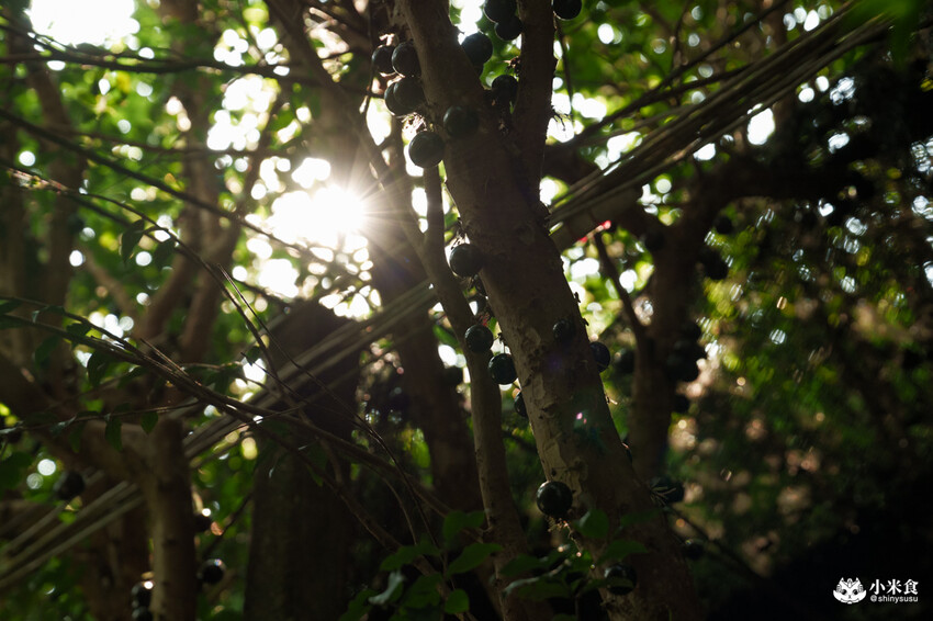 南投縣埔里鎮宅栽觀葉農場｜植物百寶箱，埔里放電行程，南投一日遊，2025埔里景點推薦