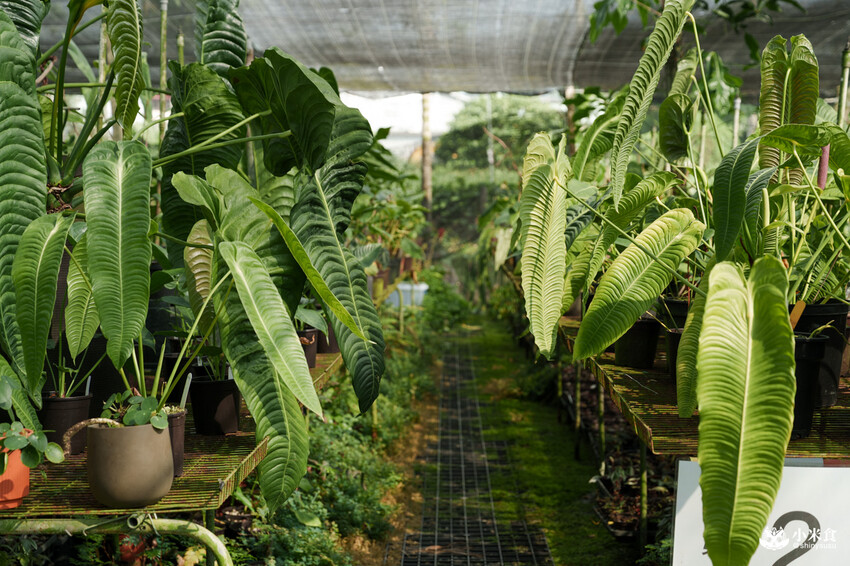 南投縣埔里鎮宅栽觀葉農場｜植物百寶箱，埔里放電行程，南投一日遊，2025埔里景點推薦