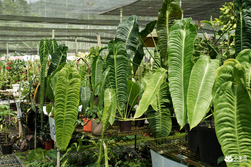 南投縣埔里鎮宅栽觀葉農場｜植物百寶箱，埔里放電行程，南投一日遊，2025埔里景點推薦