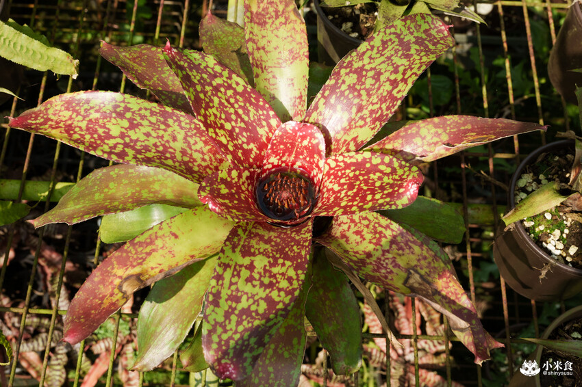 南投縣埔里鎮宅栽觀葉農場｜植物百寶箱，埔里放電行程，南投一日遊，2025埔里景點推薦