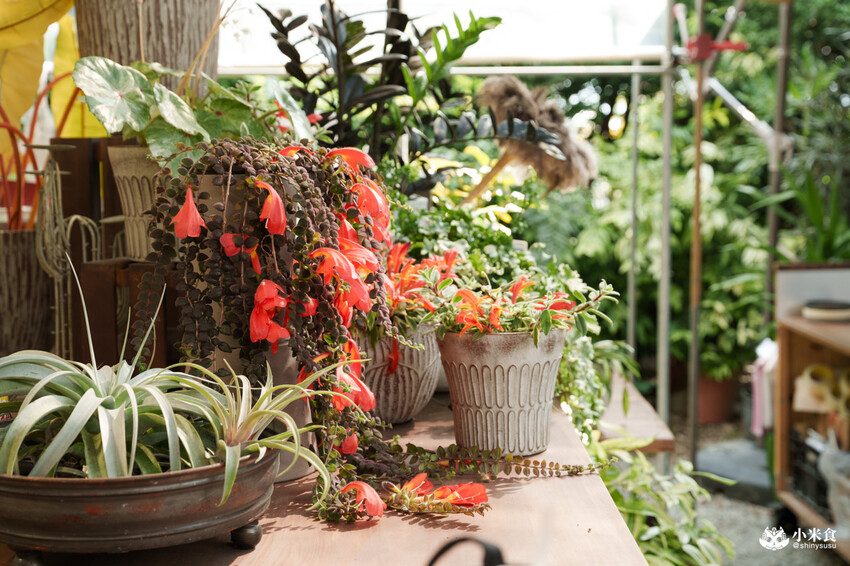 南投縣埔里鎮宅栽觀葉農場｜植物百寶箱，埔里放電行程，南投一日遊，2025埔里景點推薦