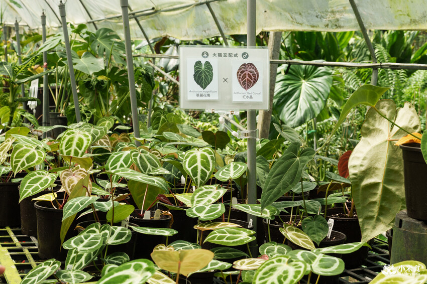 南投縣埔里鎮宅栽觀葉農場｜植物百寶箱，埔里放電行程，南投一日遊，2025埔里景點推薦