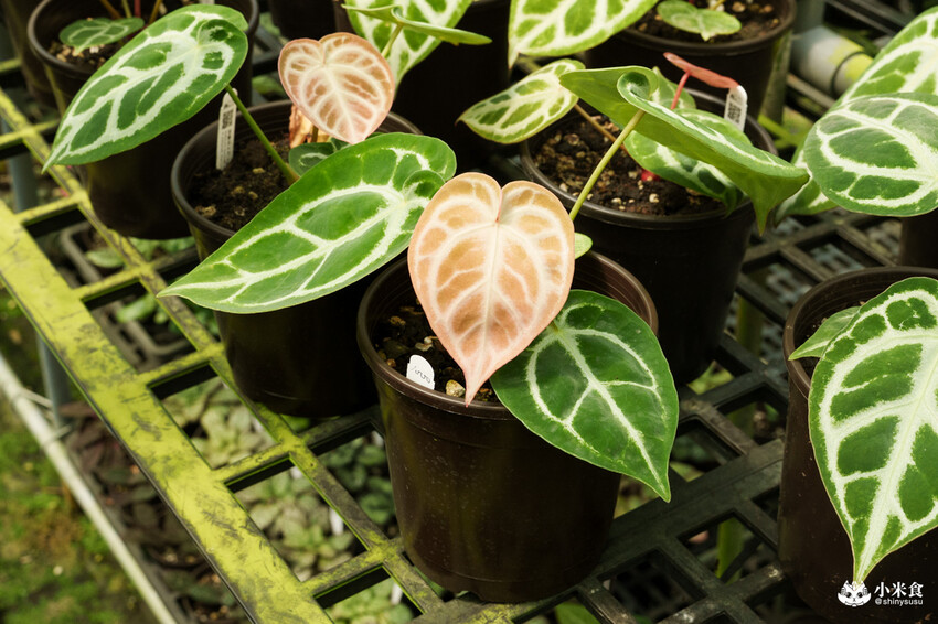 南投縣埔里鎮宅栽觀葉農場｜植物百寶箱，埔里放電行程，南投一日遊，2025埔里景點推薦