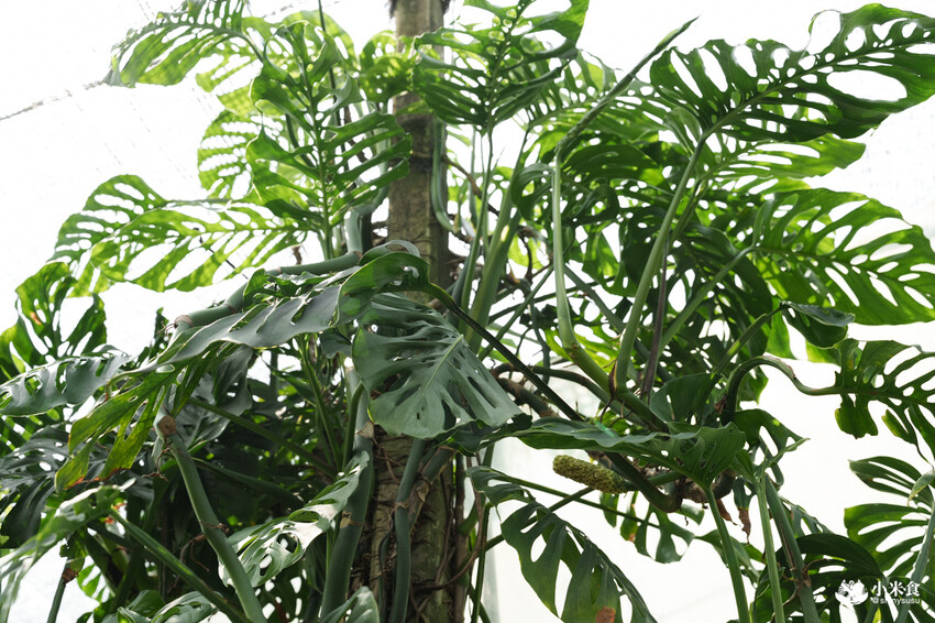 南投縣埔里鎮宅栽觀葉農場｜植物百寶箱，埔里放電行程，南投一日遊，2025埔里景點推薦