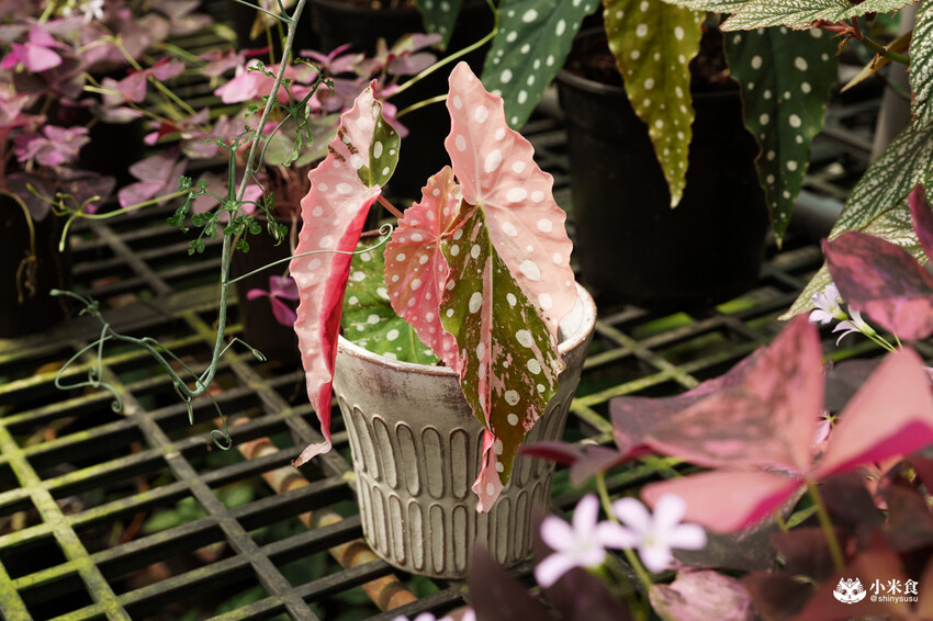 南投縣埔里鎮宅栽觀葉農場｜植物百寶箱，埔里放電行程，南投一日遊，2025埔里景點推薦