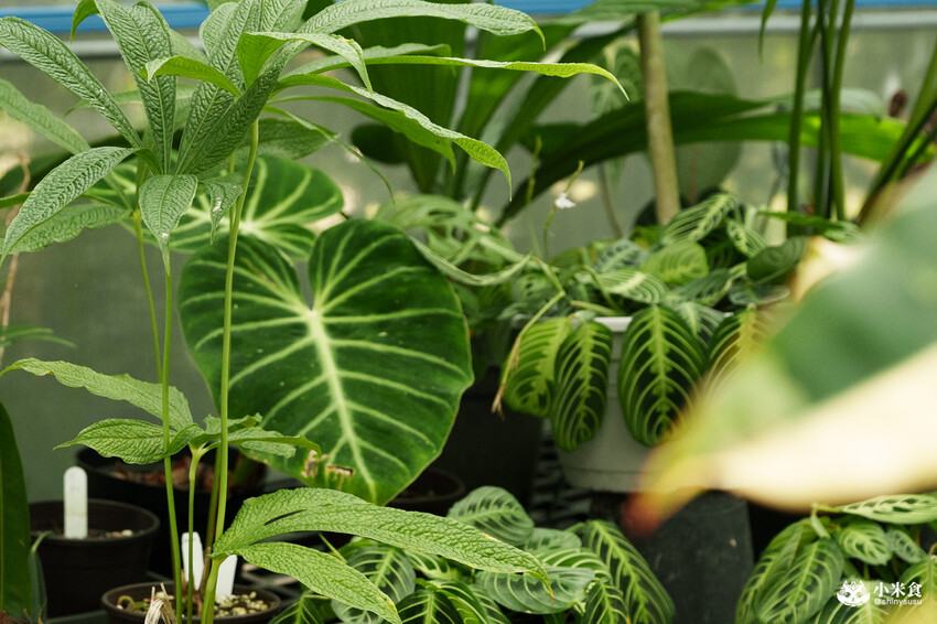 南投縣埔里鎮宅栽觀葉農場｜植物百寶箱，埔里放電行程，南投一日遊，2025埔里景點推薦