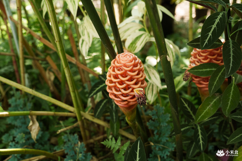 南投縣埔里鎮宅栽觀葉農場｜植物百寶箱，埔里放電行程，南投一日遊，2025埔里景點推薦