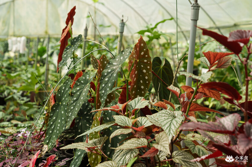 南投縣埔里鎮宅栽觀葉農場｜植物百寶箱，埔里放電行程，南投一日遊，2025埔里景點推薦