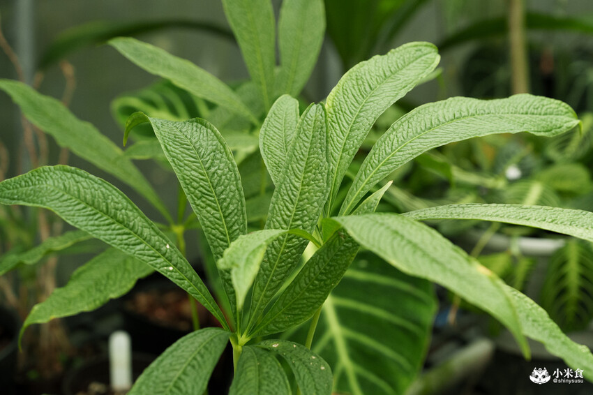 南投縣埔里鎮宅栽觀葉農場｜植物百寶箱，埔里放電行程，南投一日遊，2025埔里景點推薦