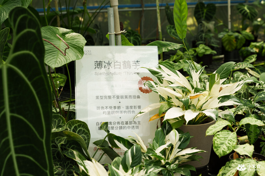 南投縣埔里鎮宅栽觀葉農場｜植物百寶箱，埔里放電行程，南投一日遊，2025埔里景點推薦