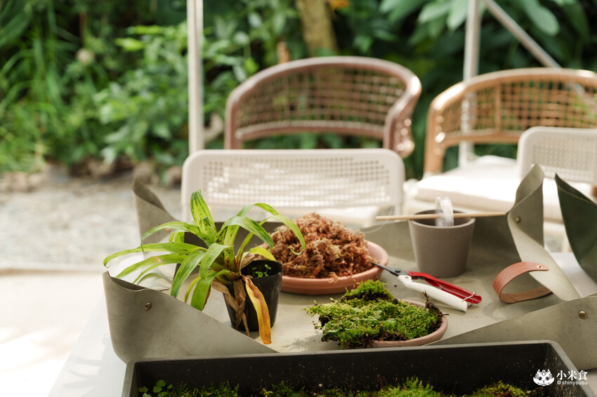 南投縣埔里鎮宅栽觀葉農場｜植物百寶箱，埔里放電行程，南投一日遊，2025埔里景點推薦
