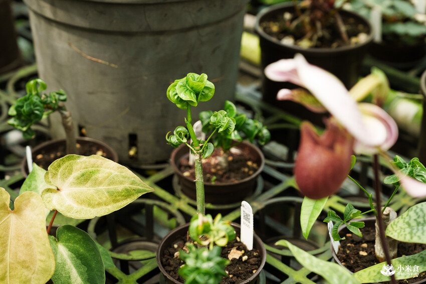 南投縣埔里鎮宅栽觀葉農場｜植物百寶箱，埔里放電行程，南投一日遊，2025埔里景點推薦