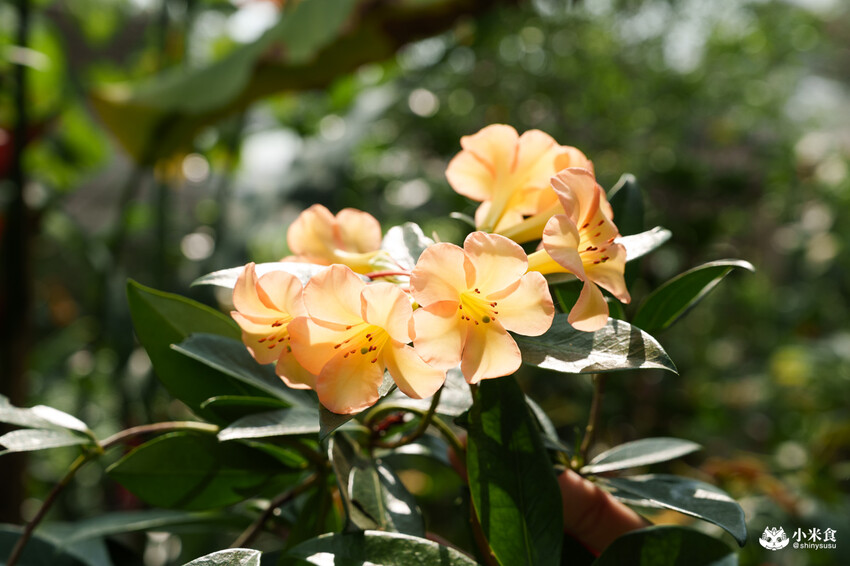 南投縣埔里鎮宅栽觀葉農場｜植物百寶箱，埔里放電行程，南投一日遊，2025埔里景點推薦