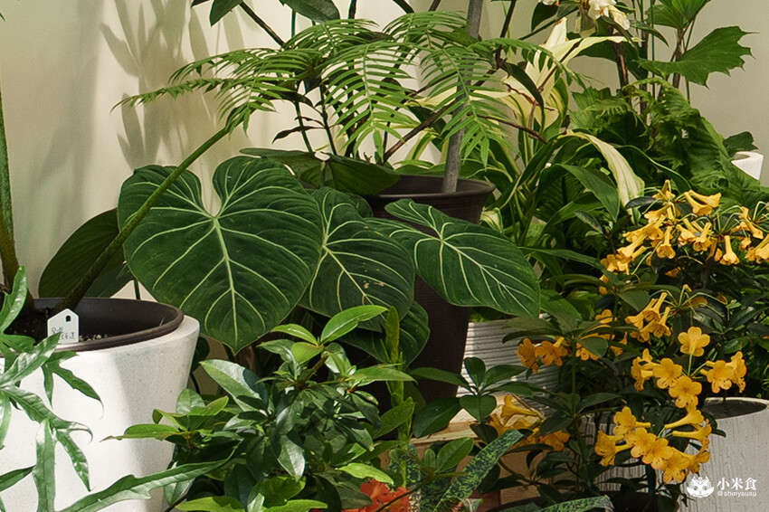 南投縣埔里鎮宅栽觀葉農場｜植物百寶箱，埔里放電行程，南投一日遊，2025埔里景點推薦