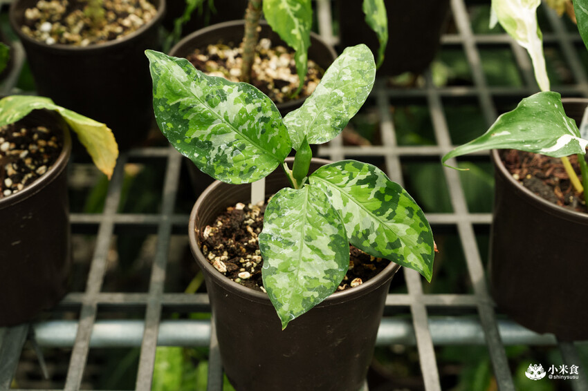 南投縣埔里鎮宅栽觀葉農場｜植物百寶箱，埔里放電行程，南投一日遊，2025埔里景點推薦