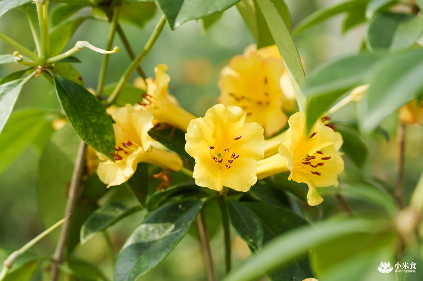 南投縣埔里鎮宅栽觀葉農場｜植物百寶箱，埔里放電行程，南投一日遊，2025埔里景點推薦