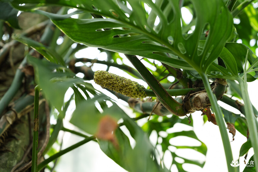 南投縣埔里鎮宅栽觀葉農場｜植物百寶箱，埔里放電行程，南投一日遊，2025埔里景點推薦