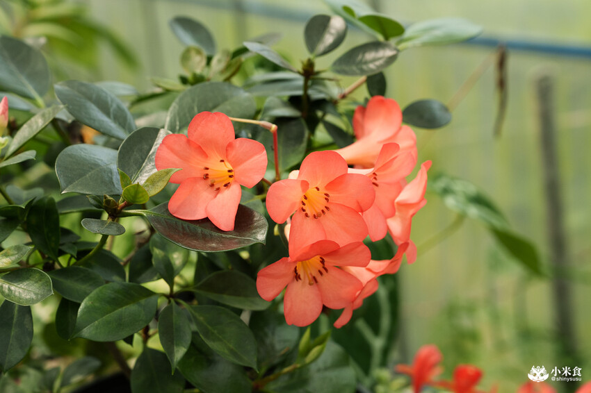 南投縣埔里鎮宅栽觀葉農場｜植物百寶箱，埔里放電行程，南投一日遊，2025埔里景點推薦