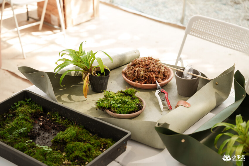 南投縣埔里鎮宅栽觀葉農場｜植物百寶箱，埔里放電行程，南投一日遊，2025埔里景點推薦