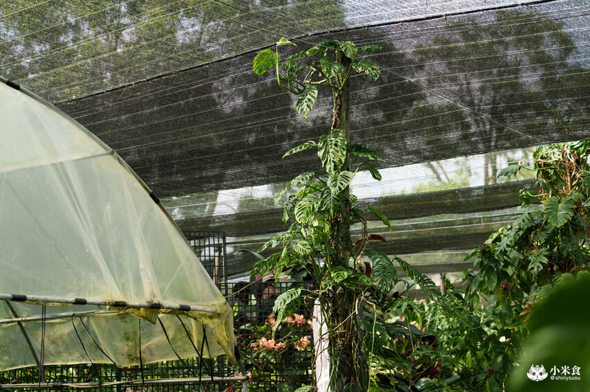 南投縣埔里鎮宅栽觀葉農場｜植物百寶箱，埔里放電行程，南投一日遊，2025埔里景點推薦