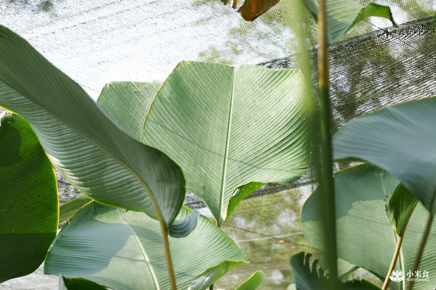 南投縣埔里鎮宅栽觀葉農場｜植物百寶箱，埔里放電行程，南投一日遊，2025埔里景點推薦