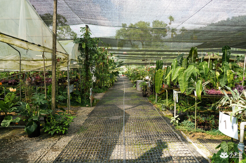 南投縣埔里鎮宅栽觀葉農場｜植物百寶箱，埔里放電行程，南投一日遊，2025埔里景點推薦