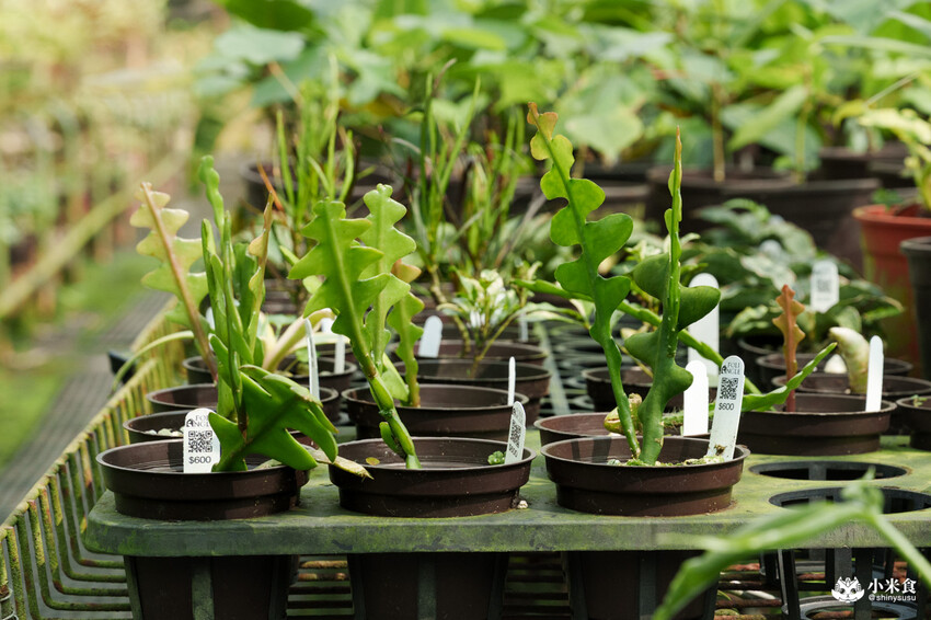 南投縣埔里鎮宅栽觀葉農場｜植物百寶箱，埔里放電行程，南投一日遊，2025埔里景點推薦