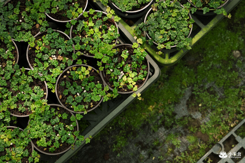 南投縣埔里鎮宅栽觀葉農場｜植物百寶箱，埔里放電行程，南投一日遊，2025埔里景點推薦