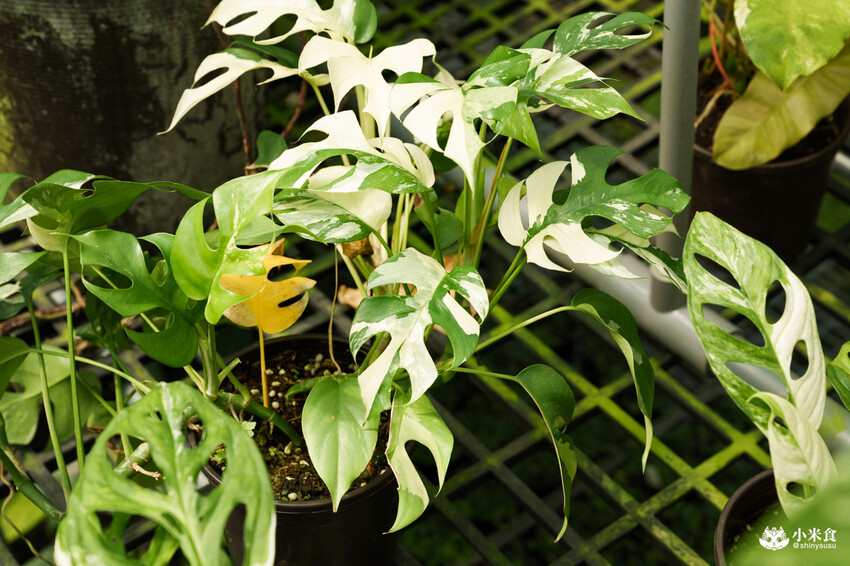 南投縣埔里鎮宅栽觀葉農場｜植物百寶箱，埔里放電行程，南投一日遊，2025埔里景點推薦