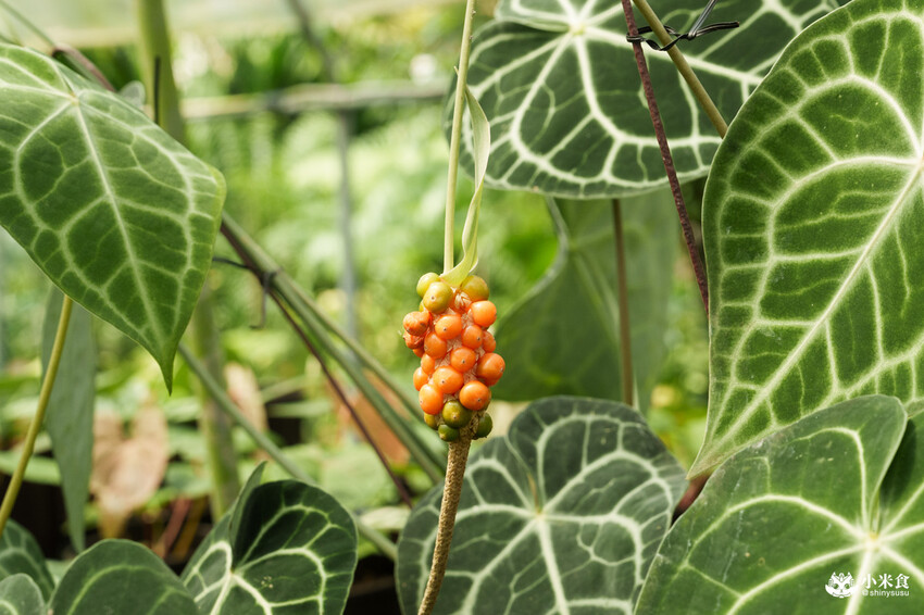 南投縣埔里鎮宅栽觀葉農場｜植物百寶箱，埔里放電行程，南投一日遊，2025埔里景點推薦