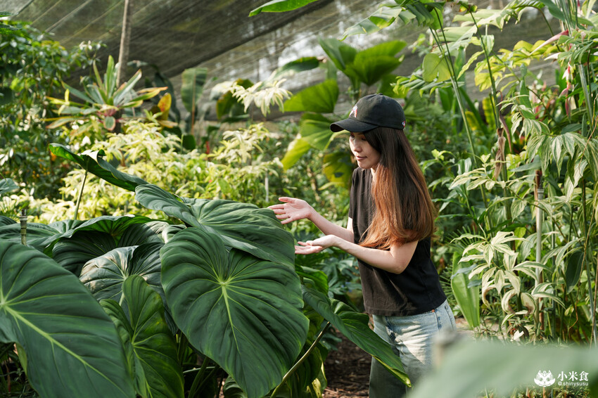 南投縣埔里鎮宅栽觀葉農場｜植物百寶箱，埔里放電行程，南投一日遊，2025埔里景點推薦