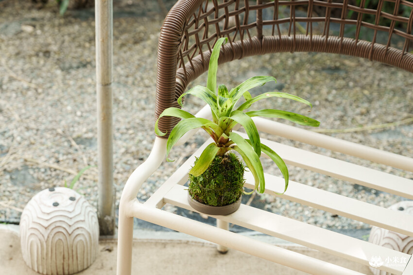 南投縣埔里鎮宅栽觀葉農場｜植物百寶箱，埔里放電行程，南投一日遊，2025埔里景點推薦