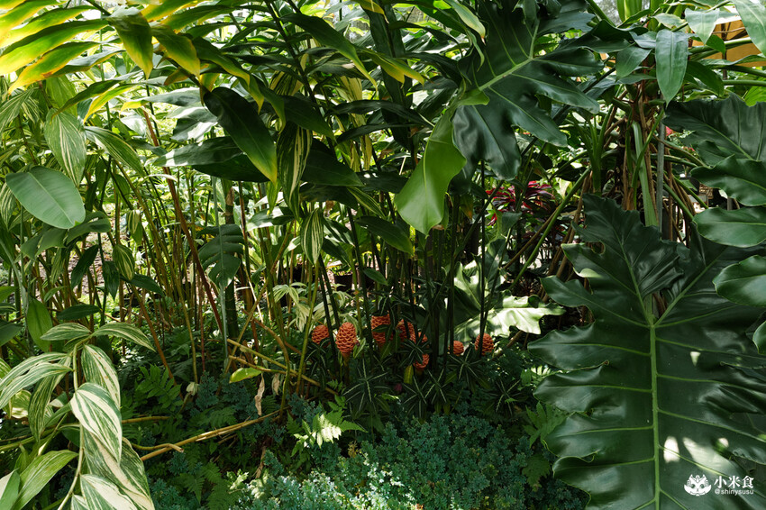 南投縣埔里鎮宅栽觀葉農場｜植物百寶箱，埔里放電行程，南投一日遊，2025埔里景點推薦
