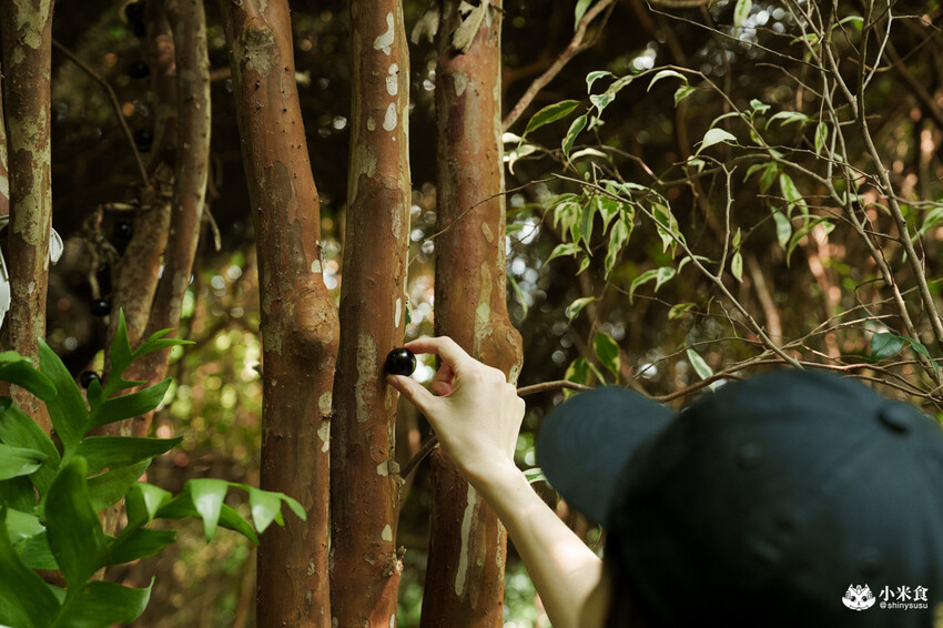 南投縣埔里鎮宅栽觀葉農場｜植物百寶箱，埔里放電行程，南投一日遊，2025埔里景點推薦