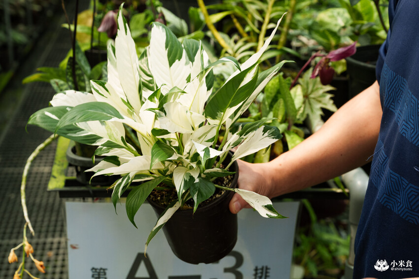 南投縣埔里鎮宅栽觀葉農場｜植物百寶箱，埔里放電行程，南投一日遊，2025埔里景點推薦