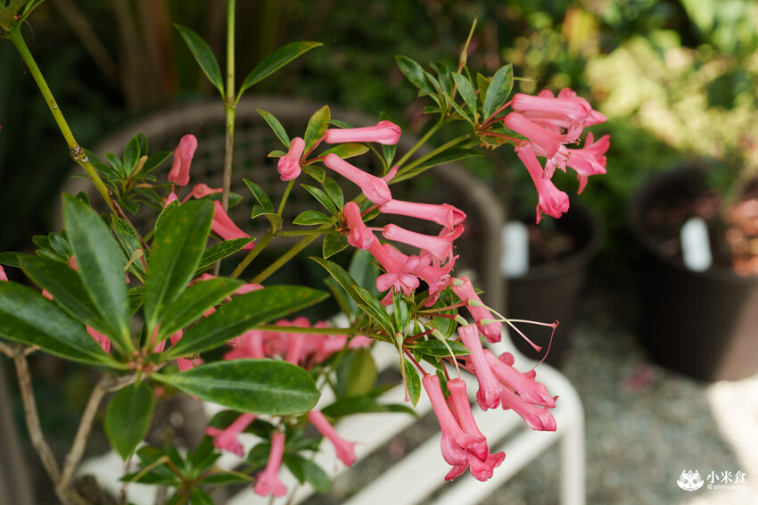 南投縣埔里鎮宅栽觀葉農場｜植物百寶箱，埔里放電行程，南投一日遊，2025埔里景點推薦
