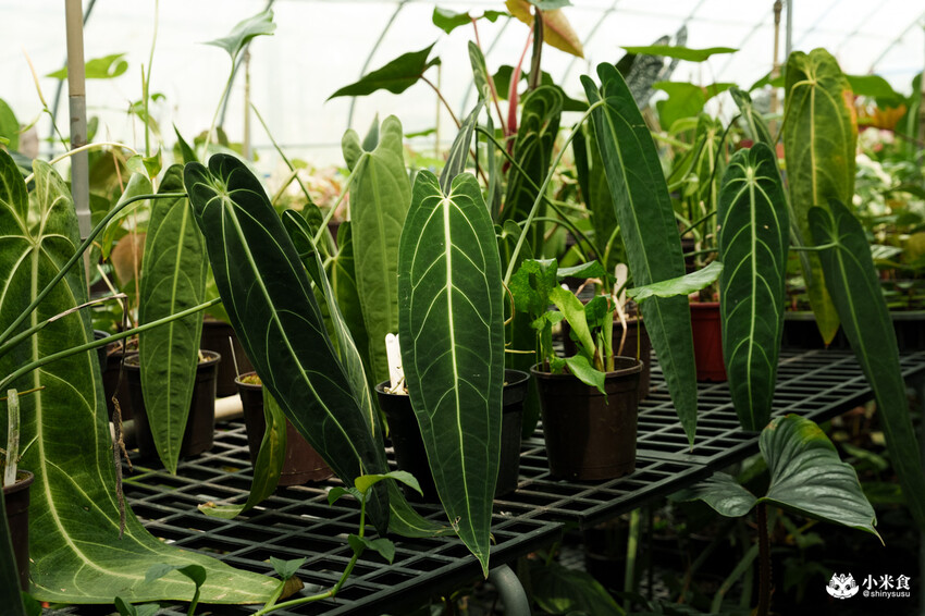 南投縣埔里鎮宅栽觀葉農場｜植物百寶箱，埔里放電行程，南投一日遊，2025埔里景點推薦