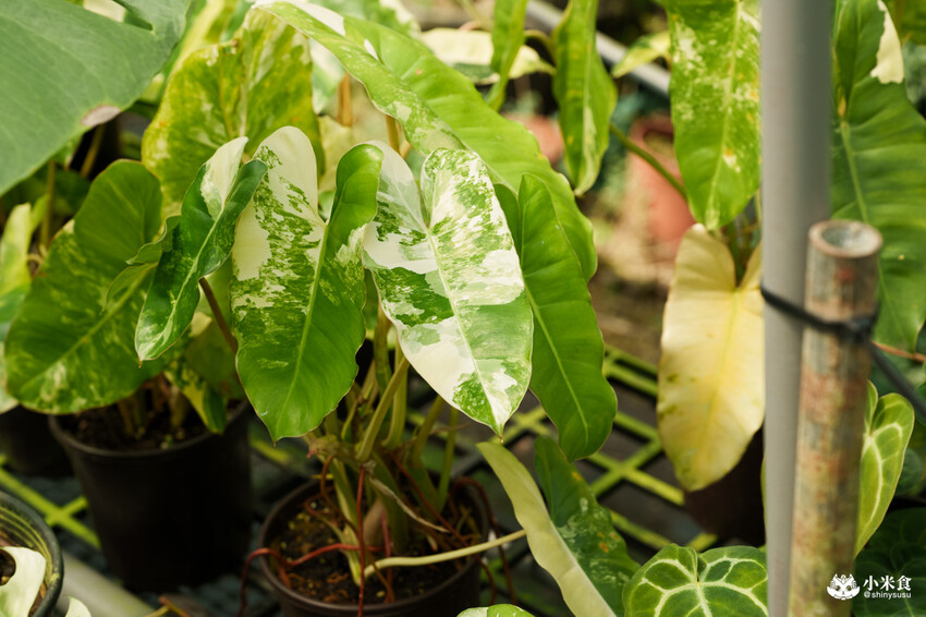 南投縣埔里鎮宅栽觀葉農場｜植物百寶箱，埔里放電行程，南投一日遊，2025埔里景點推薦