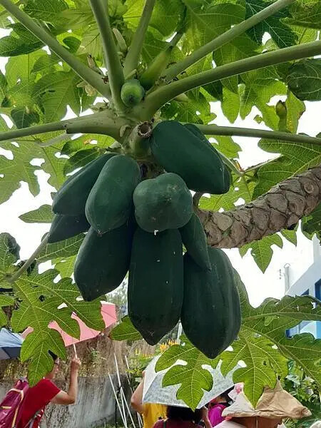 雲林椬梧滯洪池秘境！口湖旅遊必訪景點。