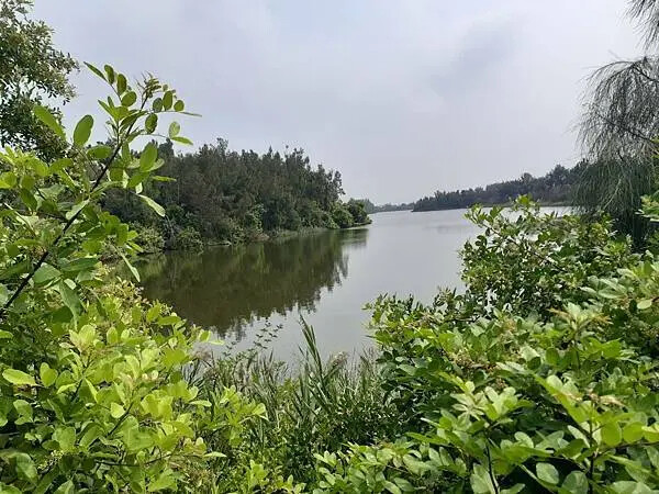雲林椬梧滯洪池秘境！口湖旅遊必訪景點。