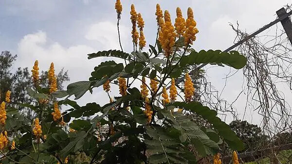 雲林椬梧滯洪池秘境！口湖旅遊必訪景點。