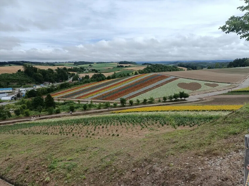 日本2024東京北海道|美瑛四季彩之丘，賞花賞景好放鬆~必吃生玉米、薰衣草牛奶霜淇淋!午餐哈蜜瓜吃到飽~~~好甜好