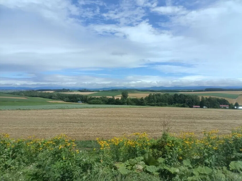 日本2024東京北海道|美瑛四季彩之丘，賞花賞景好放鬆~必吃生玉米、薰衣草牛奶霜淇淋!午餐哈蜜瓜吃到飽~~~好甜好