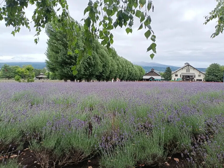 日本2024東京北海道|富田農場看薰衣草~哈蜜瓜麵包必吃!不吃肯定後悔!森林精靈露台~吸收芬多精享片刻寧靜!