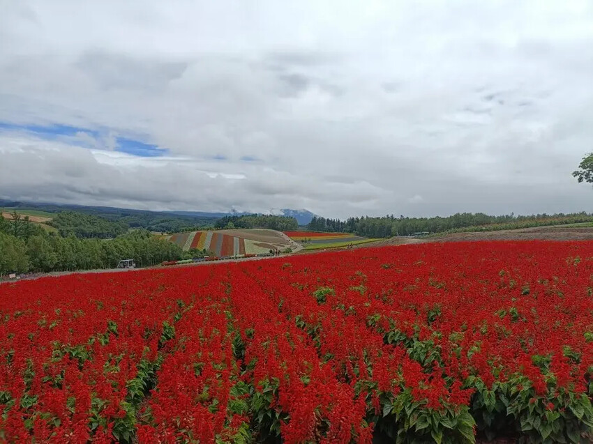 日本2024東京北海道|美瑛四季彩之丘，賞花賞景好放鬆~必吃生玉米、薰衣草牛奶霜淇淋!午餐哈蜜瓜吃到飽~~~好甜好