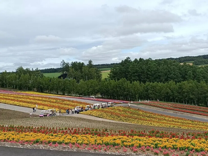 日本2024東京北海道|美瑛四季彩之丘，賞花賞景好放鬆~必吃生玉米、薰衣草牛奶霜淇淋!午餐哈蜜瓜吃到飽~~~好甜好