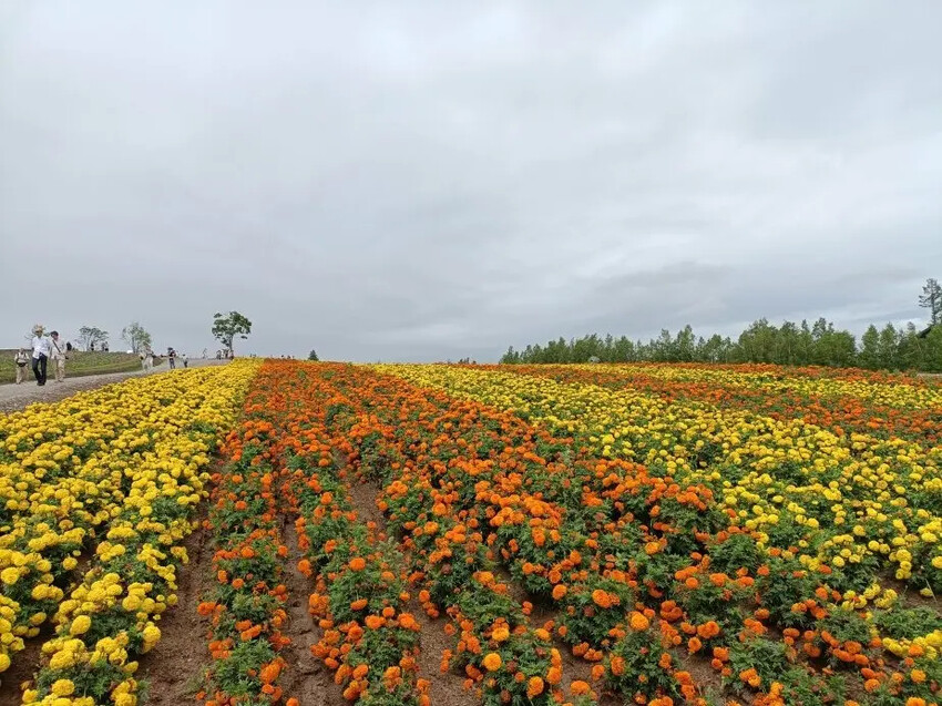 日本2024東京北海道|美瑛四季彩之丘，賞花賞景好放鬆~必吃生玉米、薰衣草牛奶霜淇淋!午餐哈蜜瓜吃到飽~~~好甜好