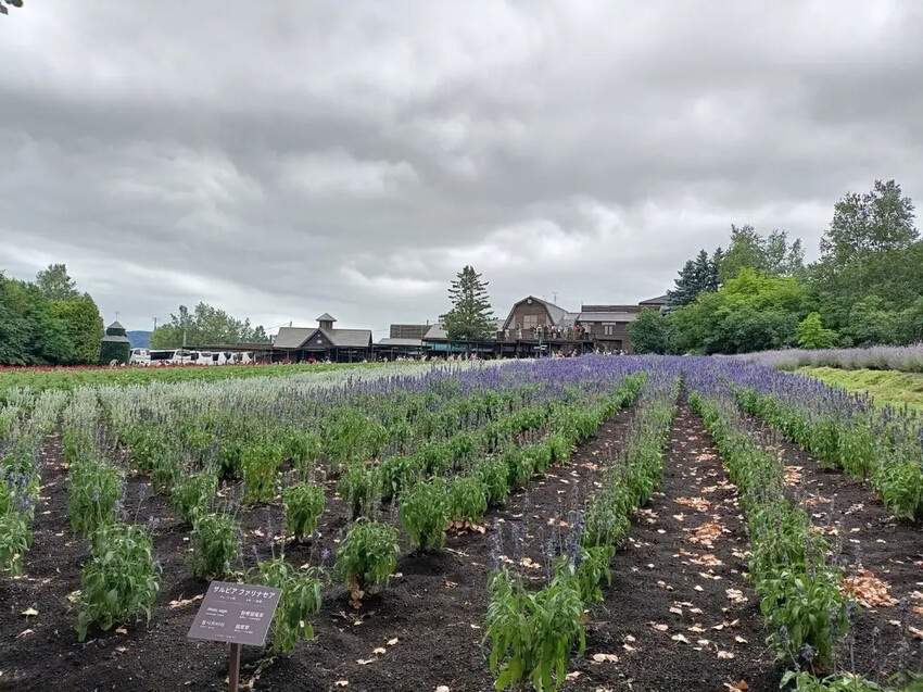 日本2024東京北海道|富田農場看薰衣草~哈蜜瓜麵包必吃!不吃肯定後悔!森林精靈露台~吸收芬多精享片刻寧靜!