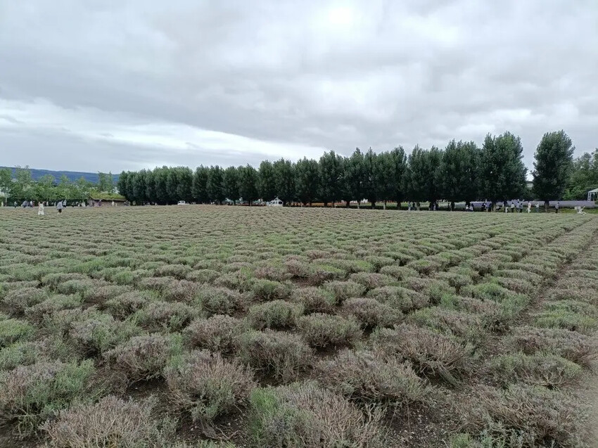 日本2024東京北海道|富田農場看薰衣草~哈蜜瓜麵包必吃!不吃肯定後悔!森林精靈露台~吸收芬多精享片刻寧靜!