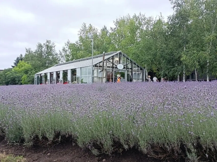 日本2024東京北海道|富田農場看薰衣草~哈蜜瓜麵包必吃!不吃肯定後悔!森林精靈露台~吸收芬多精享片刻寧靜!